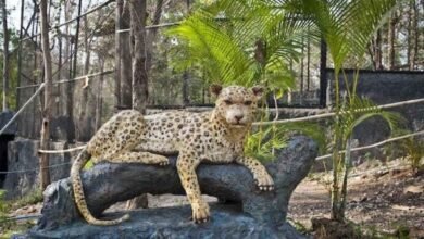 Artificial zoo